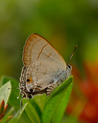 Beautiful wild colorful butterfly resting on plant. Insect macro.