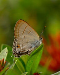 Fototapeta na wymiar Beautiful wild colorful butterfly resting on plant. Insect macro.