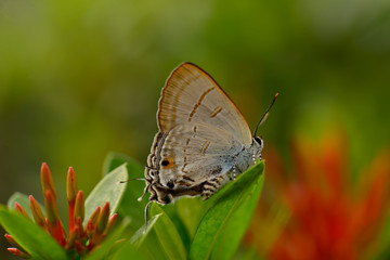 Beautiful wild colorful butterfly resting on plant. Insect macro.