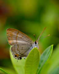 Beautiful wild colorful butterfly resting on plant. Insect macro.