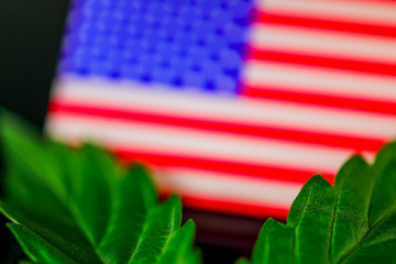 Medical Cannabis Leaf USA - green fresh marijuana leaf and American USA flag on the black mirroring background.