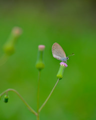 Beautiful wild colorful butterfly resting on plant. Insect macro.