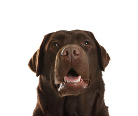 Chocolate labrador retriever on white background. Adorable pet