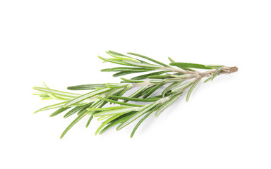 Fototapeta premium Fresh green rosemary twig on white background