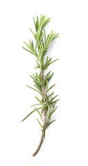 Fresh green rosemary twig on white background, top view