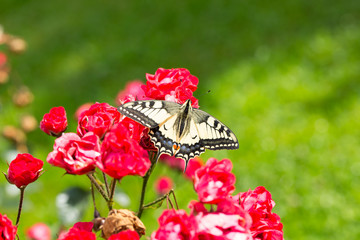 Schöner Schmetterling auf Rosenblüten