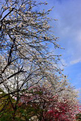 花桃