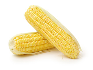 Corn on white background 