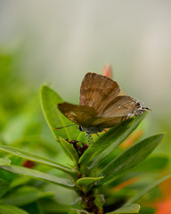 Beautiful wild colorful butterfly resting on plant. Insect macro.