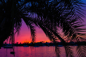 Fototapeta premium Sunset with palm tree