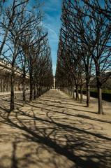Arboles en paseo dentro de la ciudad en París