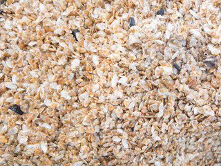 natural background lots of small shells  on the sand