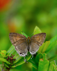 Beautiful wild colorful butterfly resting on plant. Insect macro.