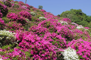 京都　躑躅の丘