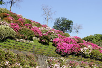 京都　ツツジの丘