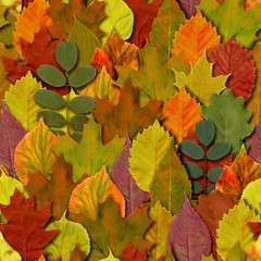 Naklejka na ściany i meble Fall leaves seamless pattern background. Autumn leaf colorful foliage.