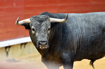 spanish fighting bull