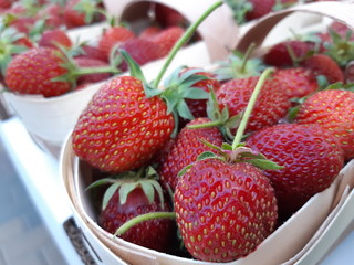 Ripe strawberries from a bed in a basket