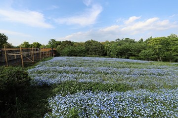 馬見丘陵公園のネモフィラ