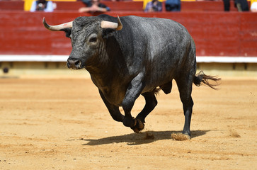 toro español