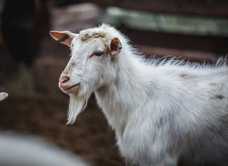 Fototapeta premium White goats are walking in the pen on the farm