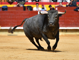 spanish fighting bull
