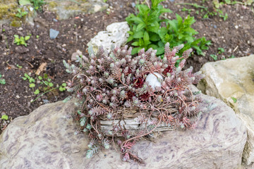 Garten Dekoration mit Semper vivum und Schneckenh&auml;usern