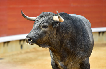 spanish fighting bull