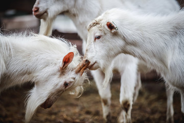 Naklejka na ściany i meble White goats are walking in the pen on the farm