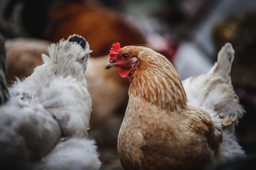 Chickens are walking on the farm