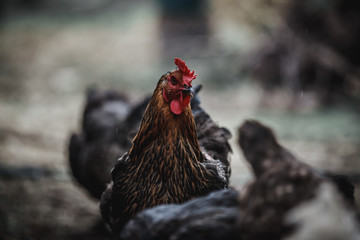 Chickens are walking on the farm