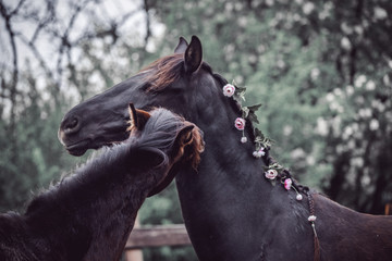 Beautiful black horse decorated with spring flowers in the mane