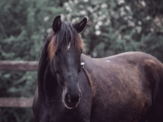 Fototapeta premium Portrait of a beautiful black horse
