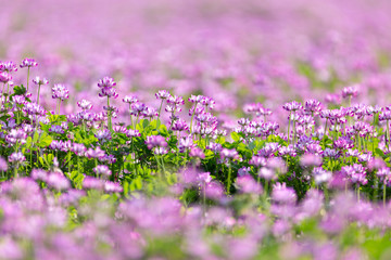 レンゲソウの花