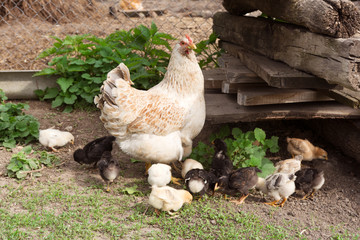 chicken with chickens are grazed on a green grass in the open air.