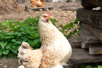 chicken with chickens are grazed on a green grass in the open air.