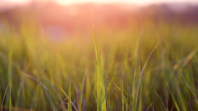 View of blades of grass at sunset. Light wind blows. Warm colored sky in the background.