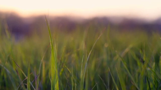 View of blades of grass at sunset. Light wind blows. Warm colored sky in the background.