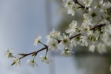 Spring flowers blooming in the garden with the other flowers bokeh background