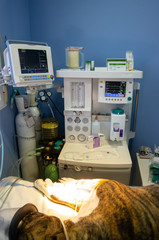 Dog connected to an anesthesia machine