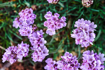 Fototapeta na wymiar Bunch of violet small flowers azalea in the spring in the garden in Poland.