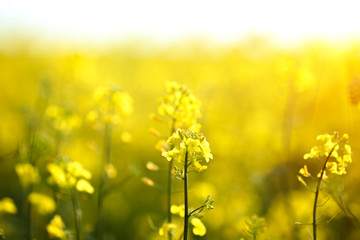 Obraz premium Bright yellow flowers on a field of blooming canola. Summer time.