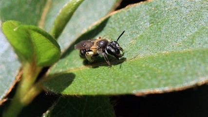 Bugs in Nature