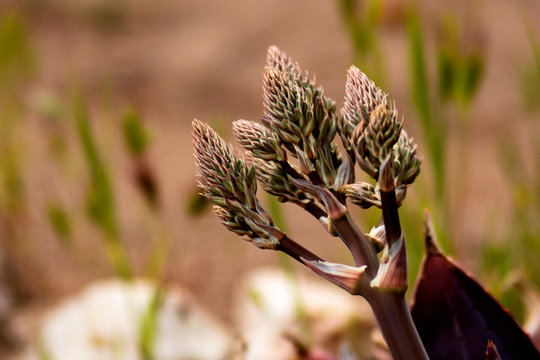 flor de sabila
