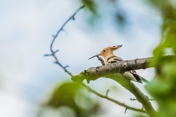 Eurasian hoopoe, a sandy brown bird with long beak and black and white stripes on wings perching on a branch. Blurry green leaves in foreground. Blue sky in background. Little twig making a frame.