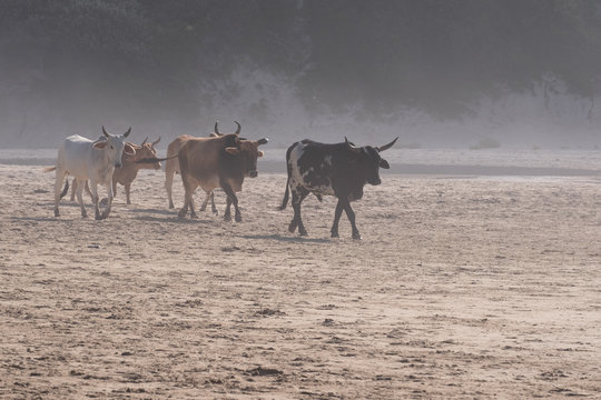 Nguni cows coming down to the beach in the morning mist. Photographed at Second Beach, Port St Johns on the wild coast in Transkei, South Africa.
