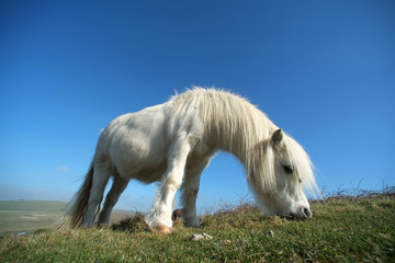 White pony
