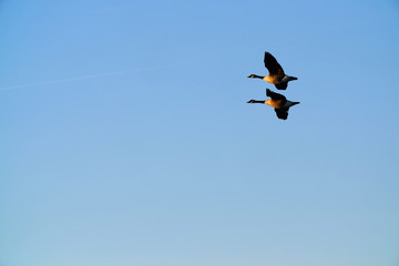 flying geese
