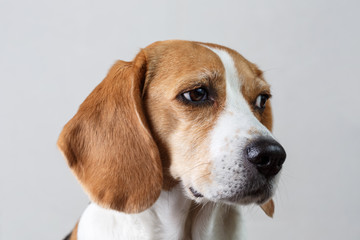 Head of beagle. Close-up of beagle head against white background.