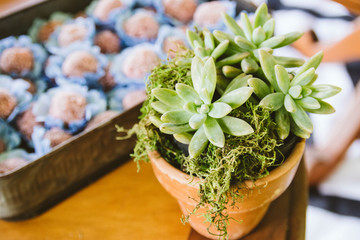 Wedding Setup. Sweet table with decoration and succulent plant 